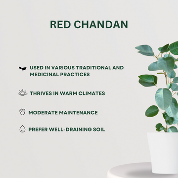 Decorative mixed indoor plant combo